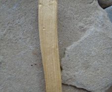 Palo Santo sticks, Smudging, cleansing, Holy Wood
