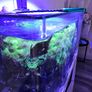 aqua one aquarium Image 2
