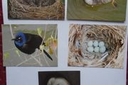 Set of postcards,Bird postcards,Craft supplies,