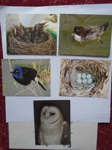 Set of postcards,Bird postcards,Craft supplies,