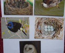 Set of postcards,Bird postcards,Craft supplies,