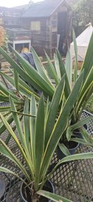 yucca plants