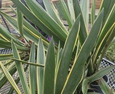 yucca plants