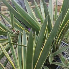 yucca plants