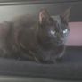 Kittens for Adoption Image 5