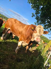 Simmental bull