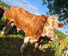Simmental bull