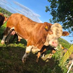 Simmental bull