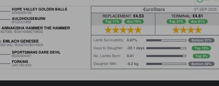 Pedigree Texel hogget 5 star sis