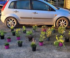 30 super flowering plants/shrubs