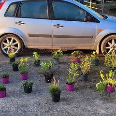 30 super flowering plants/shrubs