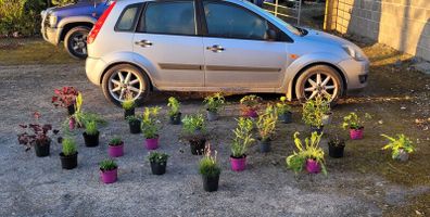 30 super flowering plants/shrubs