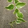 Variegated Vinca Image 3