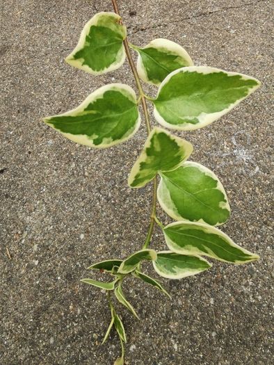 Variegated Vinca