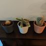 9 fake plants Image 2