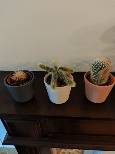 9 fake plants
