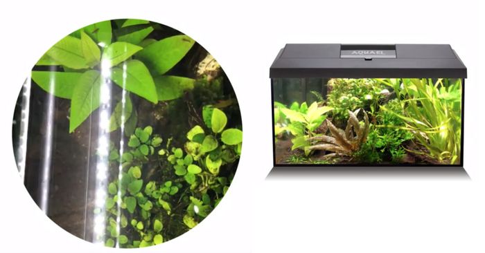 Aquael LEDDY Tube Day&Night 7W