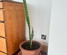 Plant