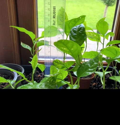Passion fruit plants