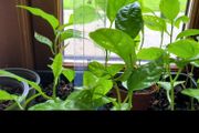 Passion fruit plants