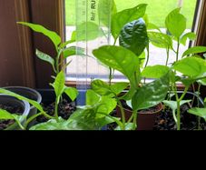 Passion fruit plants