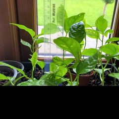 Passion fruit plants