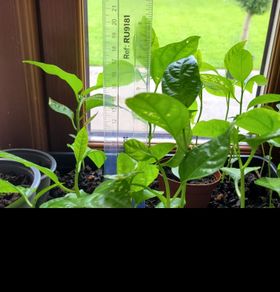 Passion fruit plants