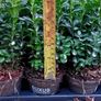 Box Hedging Image 2