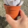 plant Image 4