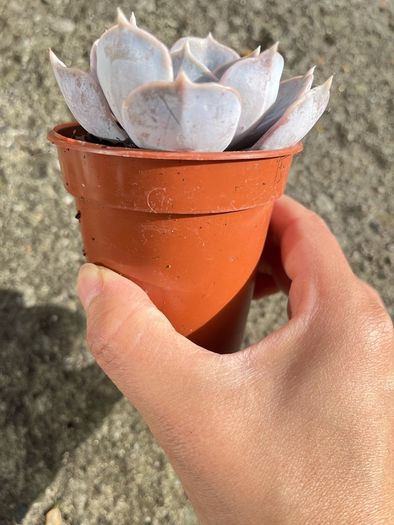 plant