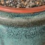 Dracaena Image 5