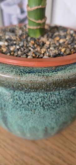 Dracaena