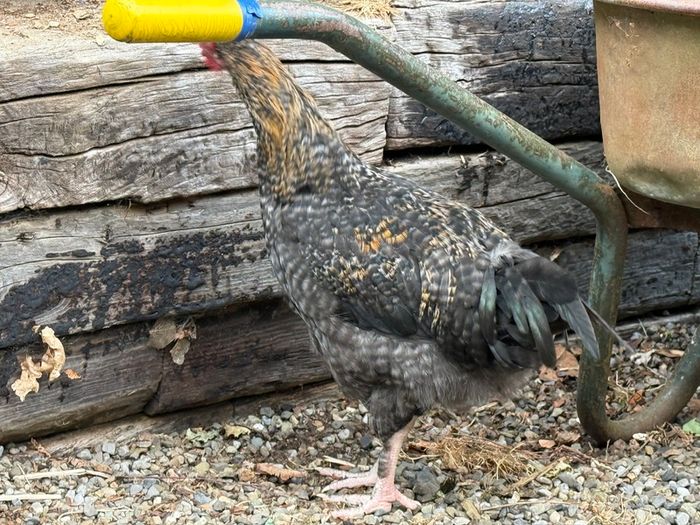Olive and Easter Egger Rooster for sale
