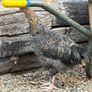 Olive and Easter Egger Rooster for sale Image 5