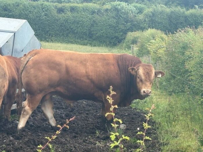 Pedigree Limousin 5 Bulls