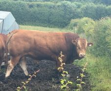 Pedigree Limousin 5 Bulls