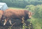 Pedigree Limousin 5 Bulls
