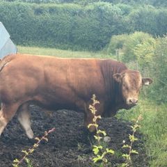 Pedigree Limousin 5 Bulls
