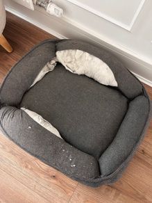 Dog/Cat Bed