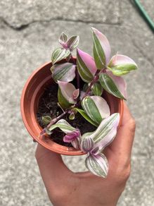 plant