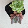 Succulents Image 2