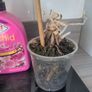 Orchid x 2 and orchid feed Image 4
