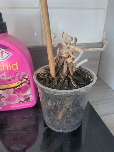 Orchid x 2 and orchid feed