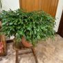 Mature Christmas cactus Image 3