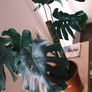 Mature Monstera Deliciosa with Large Fenestrations Image 2