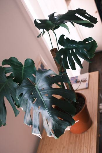 Large Houseplant Collection: 4 Monsteras, Rubber Tree & Giant Bird of Paradise