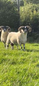 Larnak shearling tip