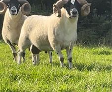Larnak shearling tip