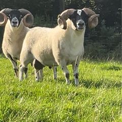 Larnak shearling tip