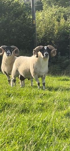 Larnak shearling tip